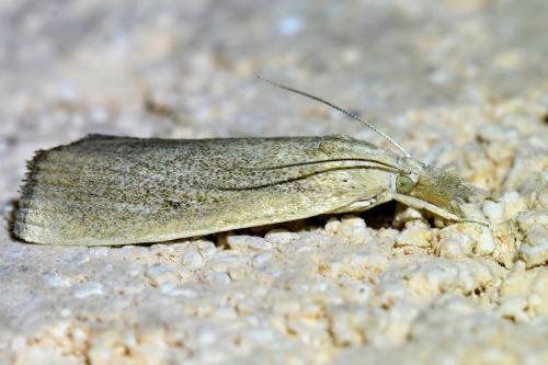 Réf. 336 101 : Calamotropha paludella